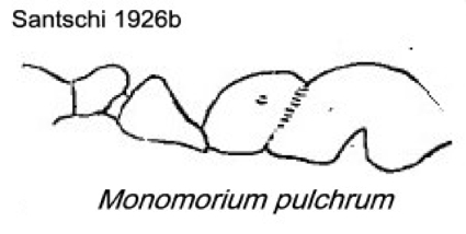 {Monomorium pulchrum}