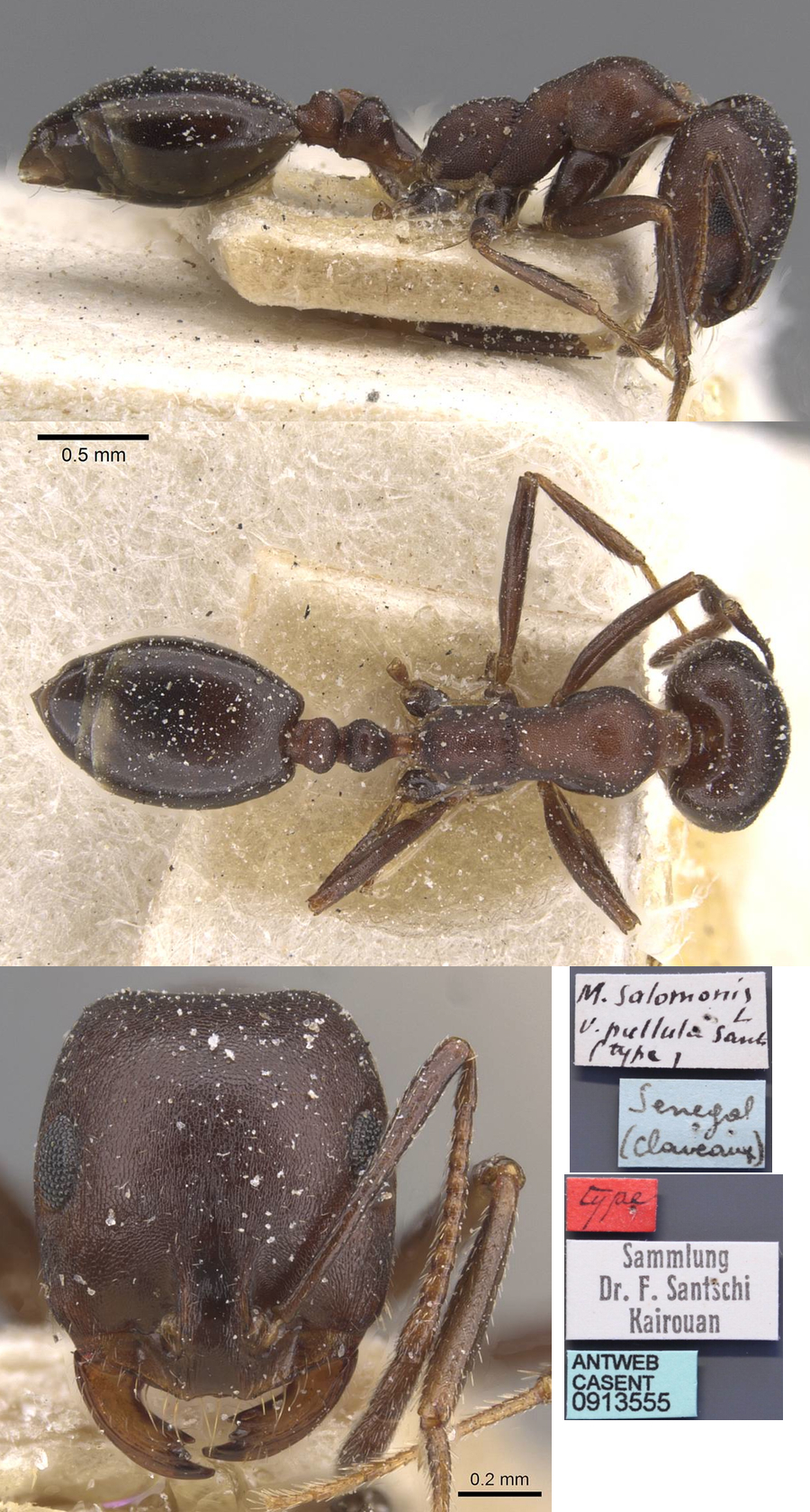 Monomorium pullulum