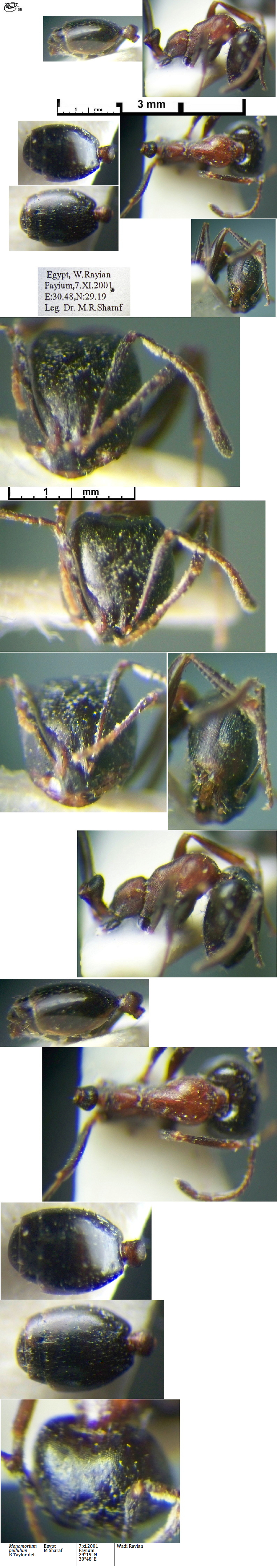 {Monomorium pullulum