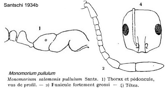 {Monomorium pullulum}