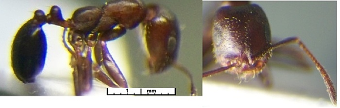 {Monomorium pullulum}