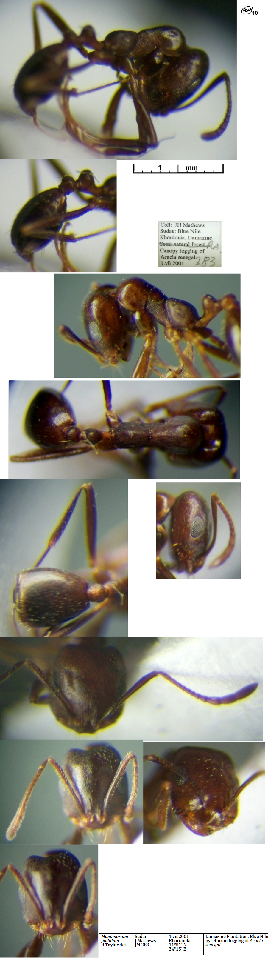 {Monomorium pullulum