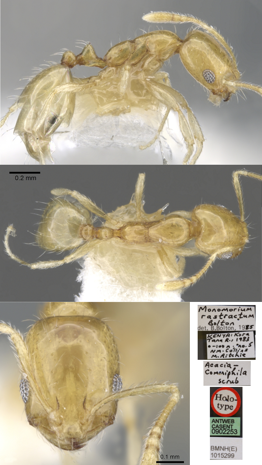 Monomorium rastractum