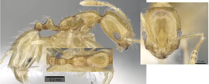 Monomorium rastractum