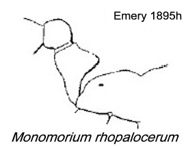 {Monomorium rhopalocerum}