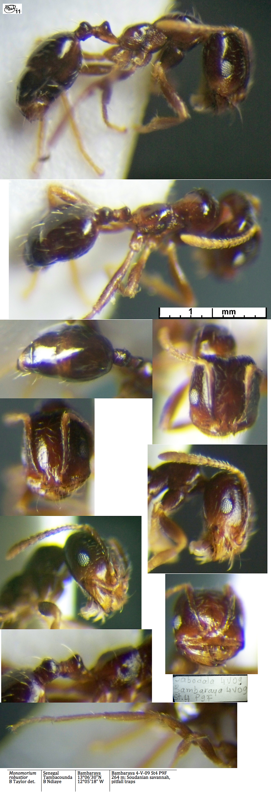 Monomorium robustior