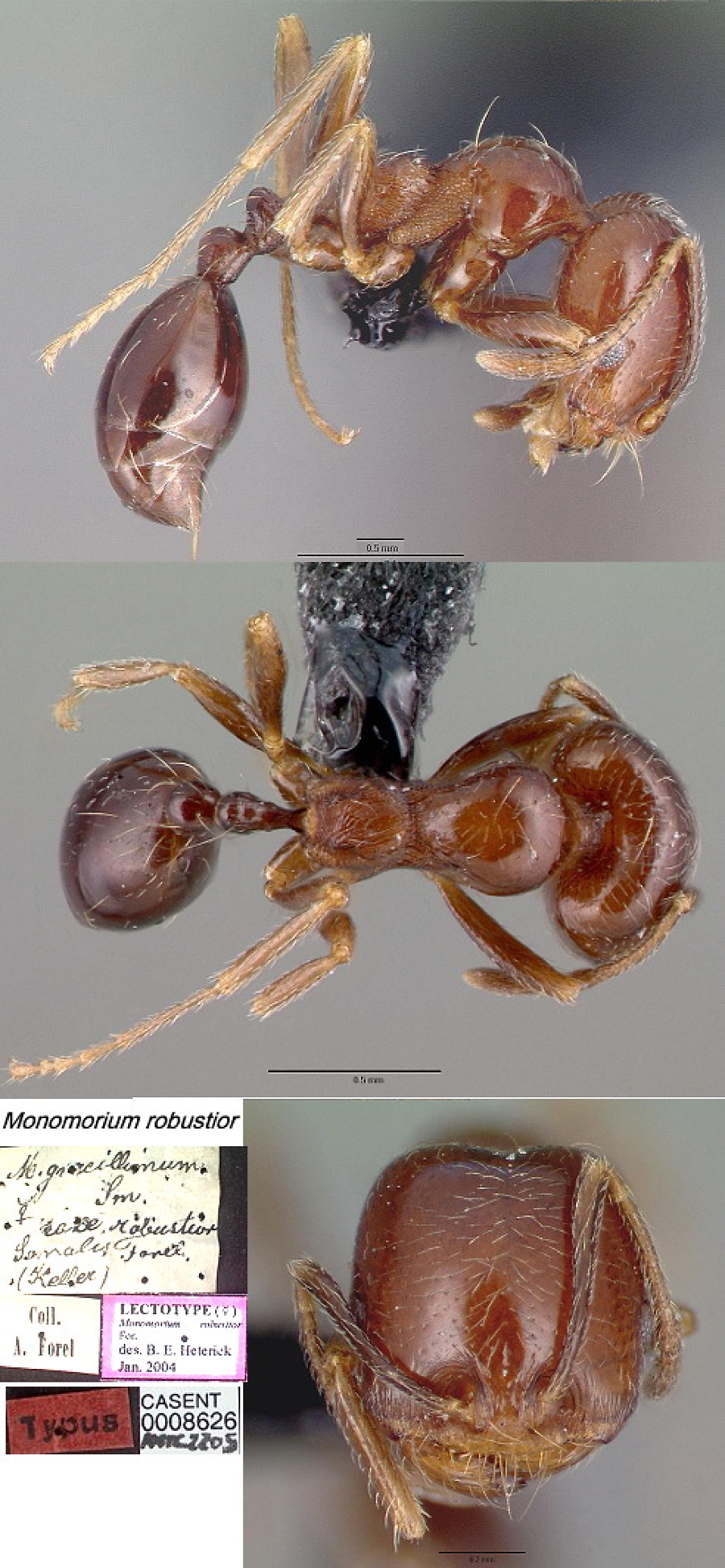 {Monomorium robustior}