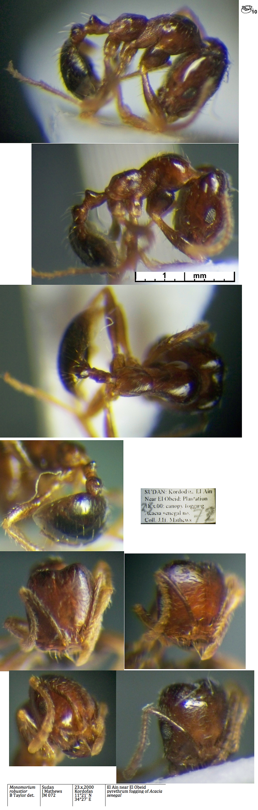 Monomorium robustior