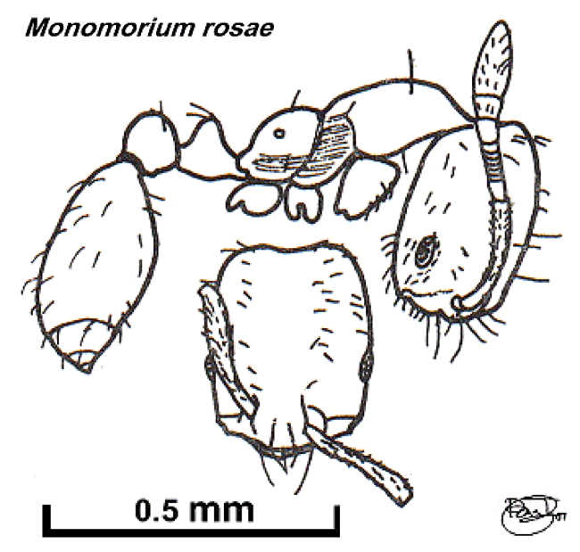 {Monomorium rosae}