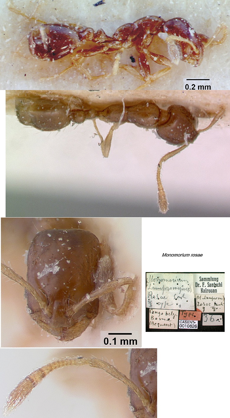 {Monomorium rosae type}