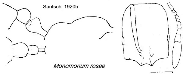 {Monomorium rosae}