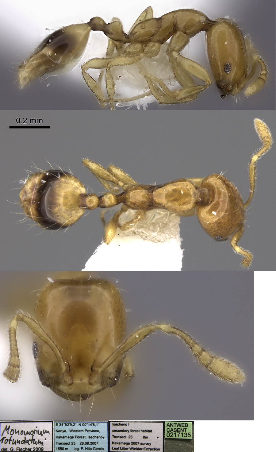 {Monomorium rotundatum}