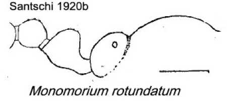 {Monomorium rotundatum}