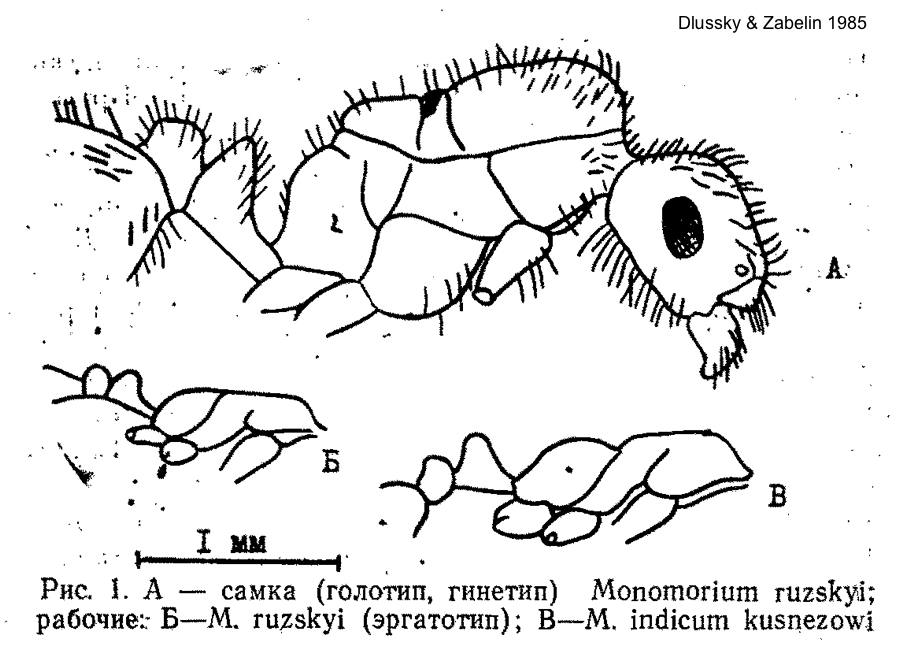 Monomorium ruzskyi