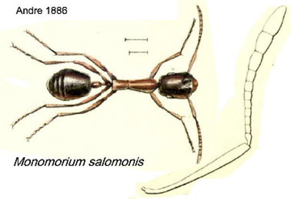 {Monomorium salomonis}