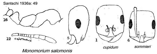 {Monomorium salomonis}