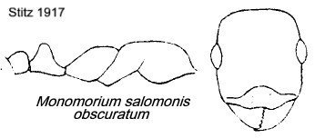 {Monomorium salomonis obscuratume}