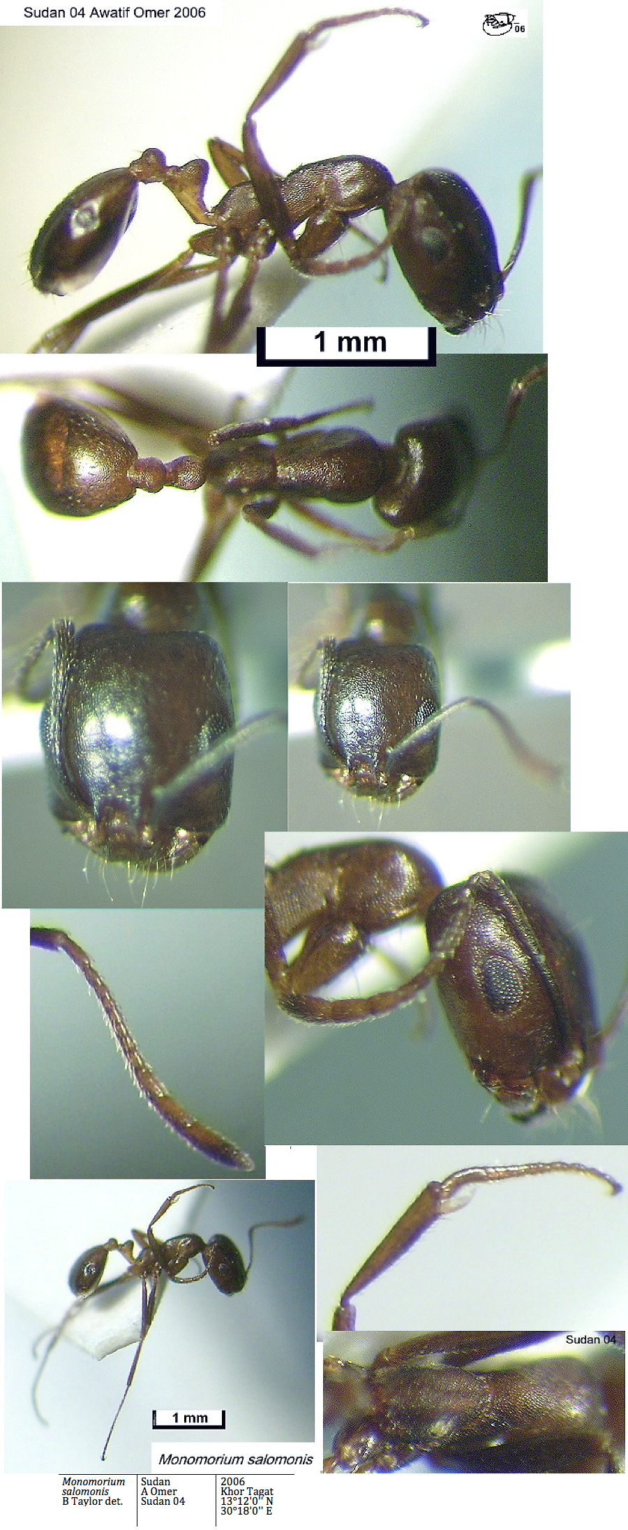 {Monomorium salomonis}