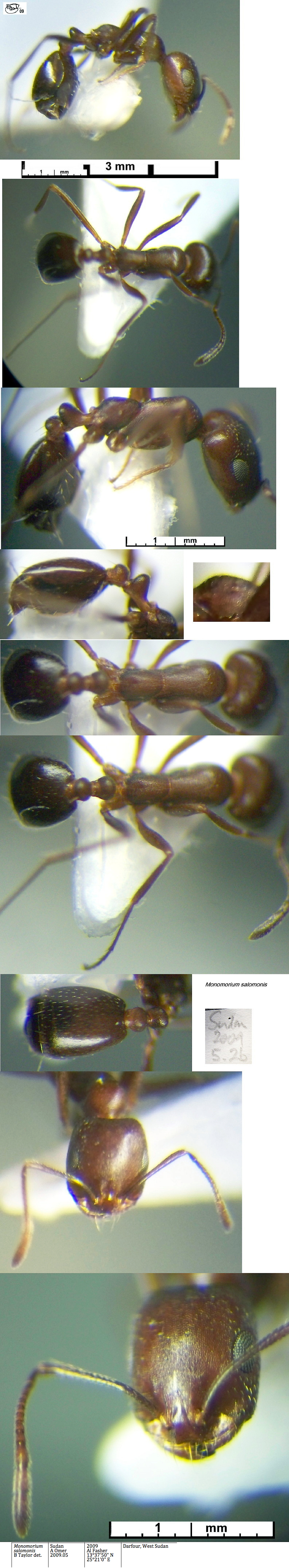 {Monomorium salomonis}