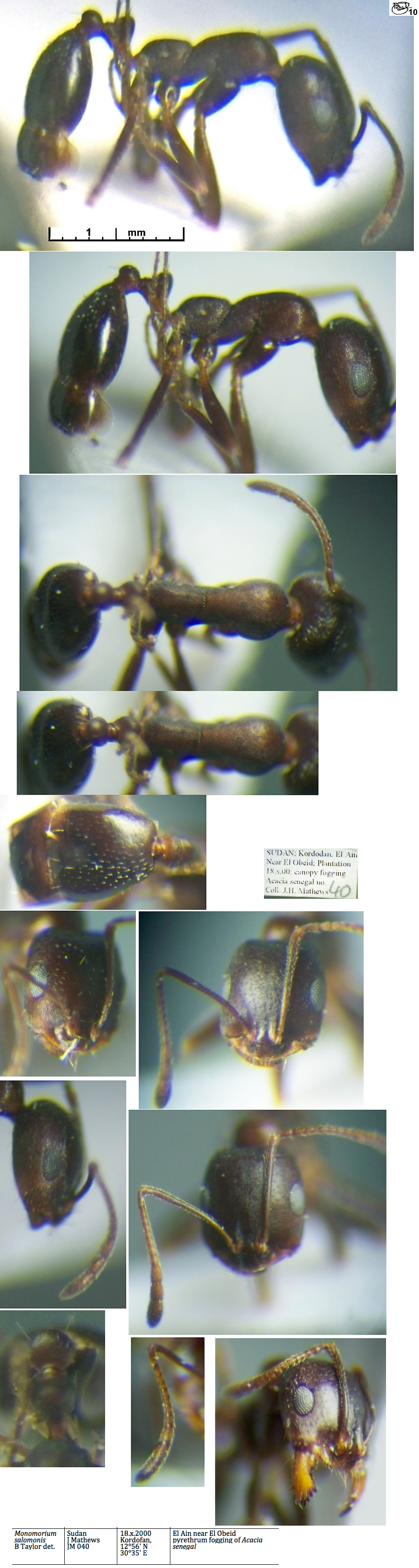 Monomorium salomonis