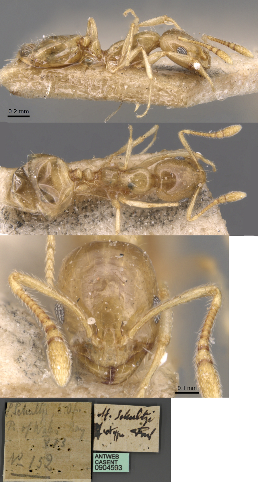 {Monomorium schultzei}