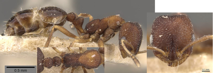 Monomorium setuliferum