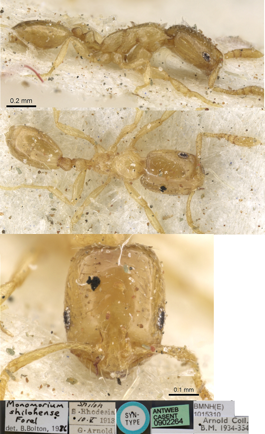 Monomorium shilohense