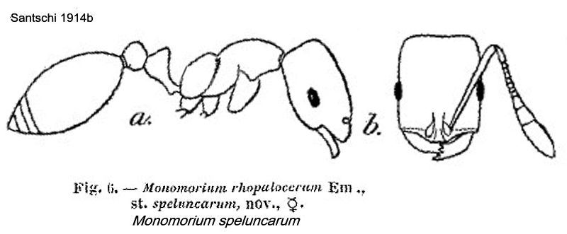 {Monomorium speluncarum}