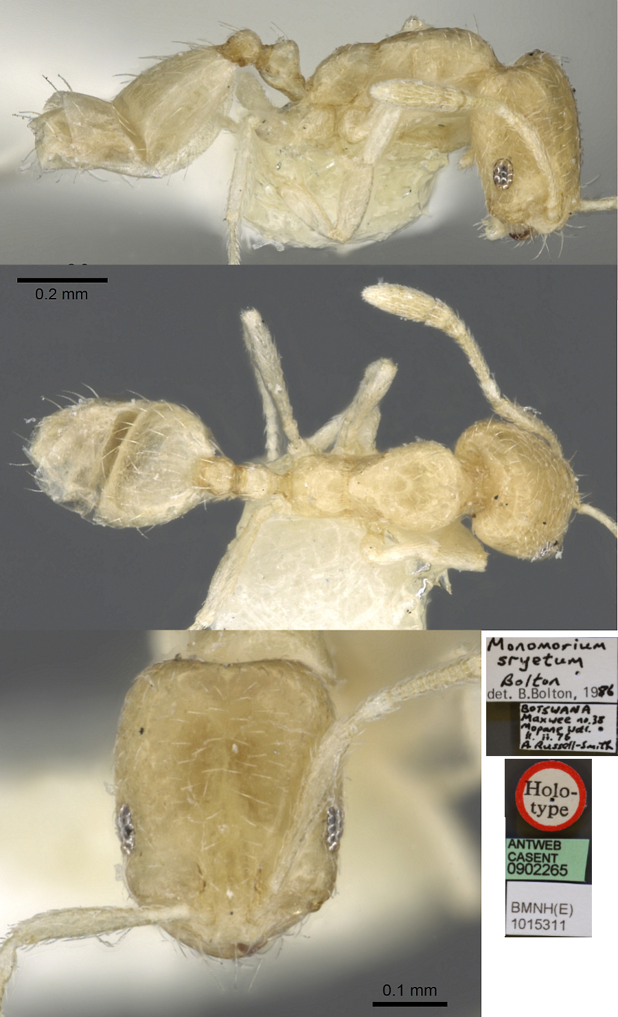 Monomorium sryetum