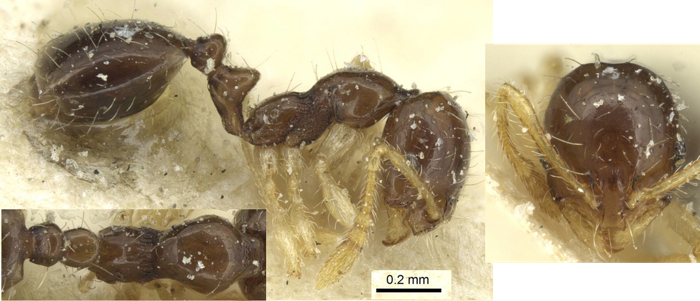 {Monomorium strangulatum Gabon}