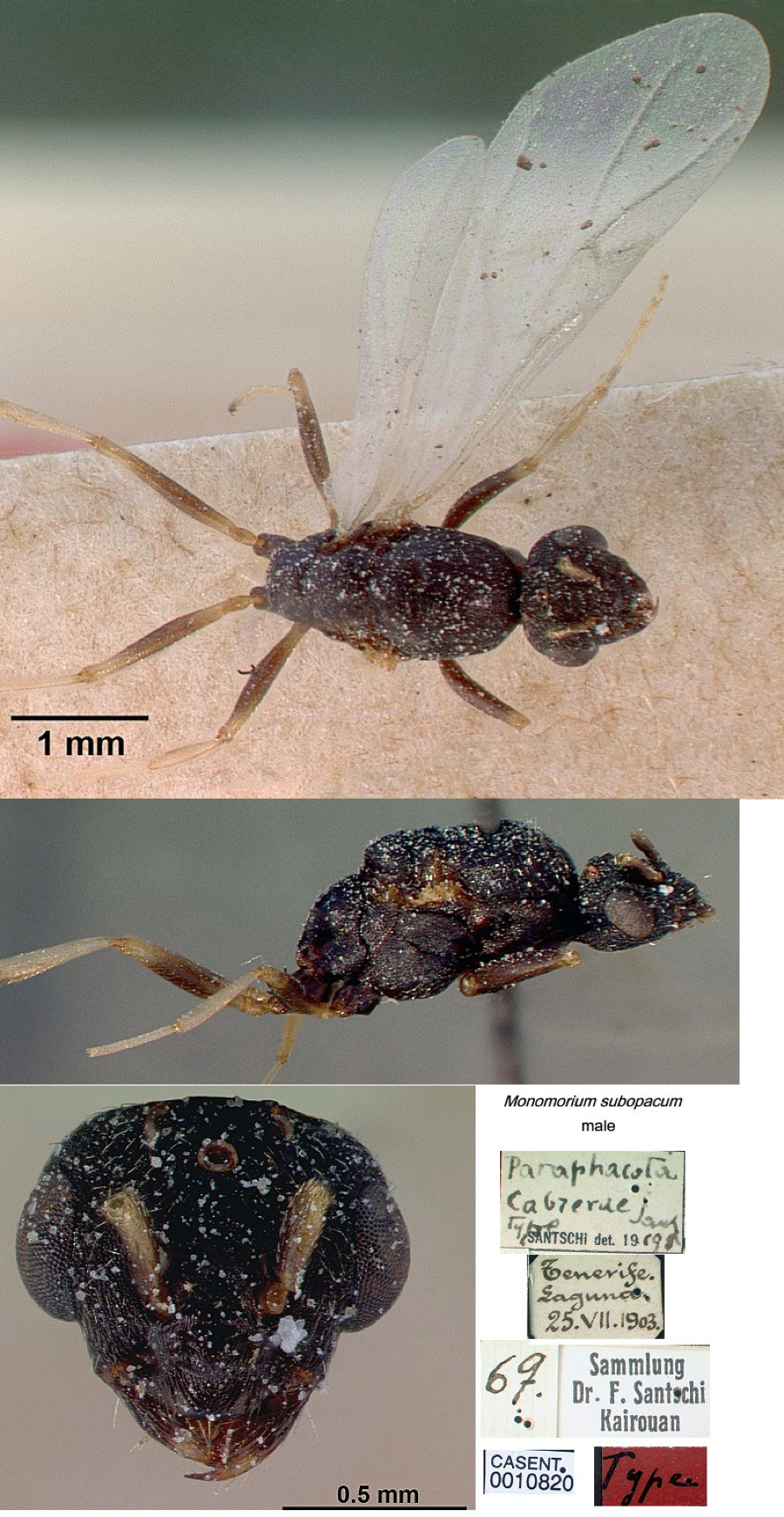 {Monomorium subopacum male}