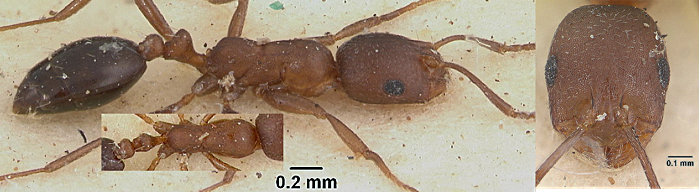 Monomorium subopacum