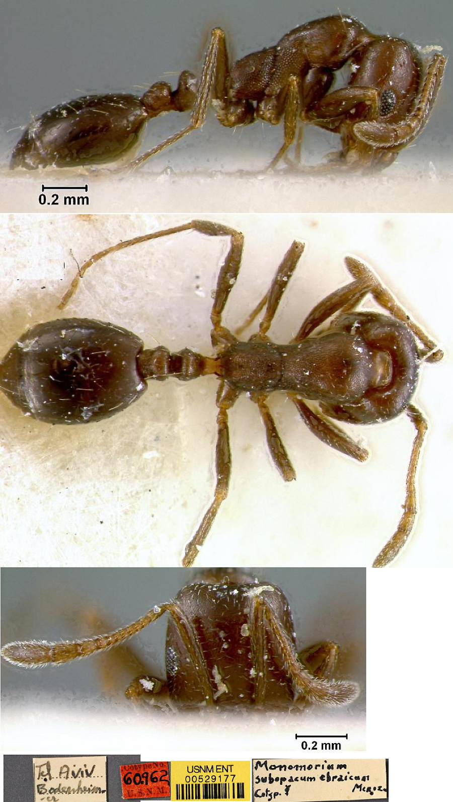 {Monomorium subopacum ebraicum}