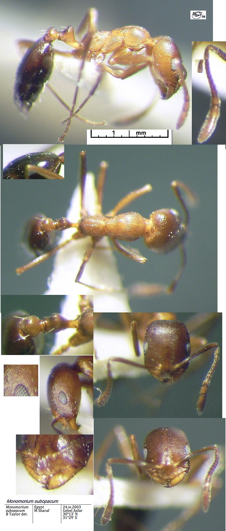 {Monomorium subopacum}