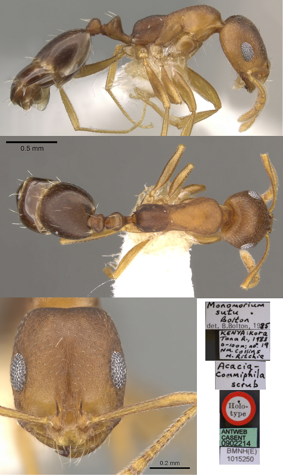 Monomorium sutu