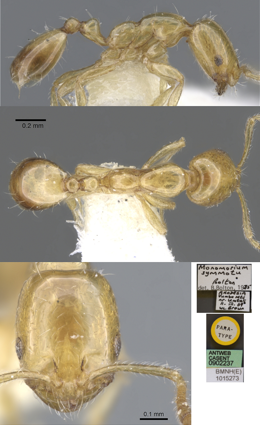 Monomorium symmotu