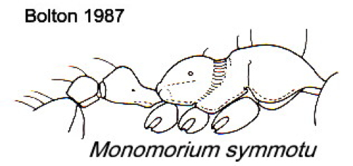 {Monomorium symmotu}