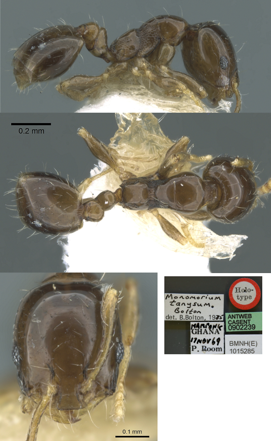 Monomorium tanysum