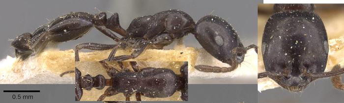 Monomorium tchelichofi