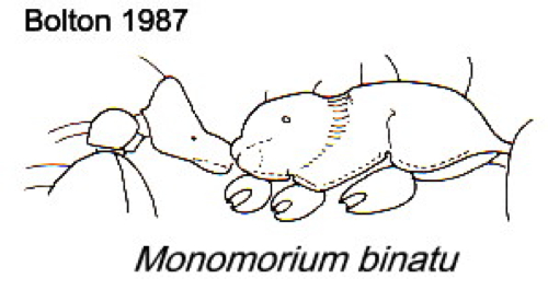 {Monomorium binatu}