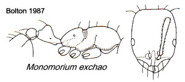 {Monomorium exchao}