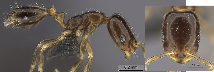 Monomorium torvicte