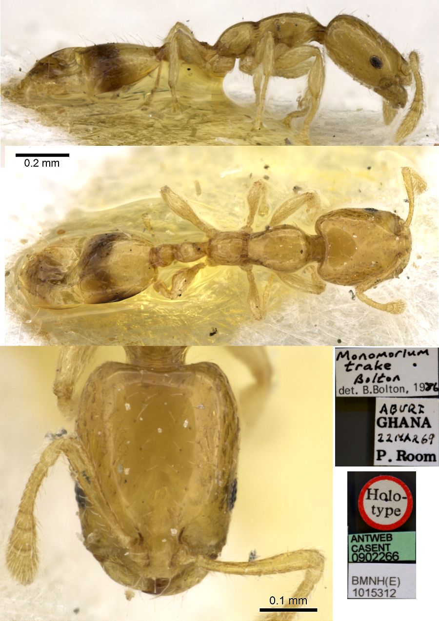 Monomorium trake