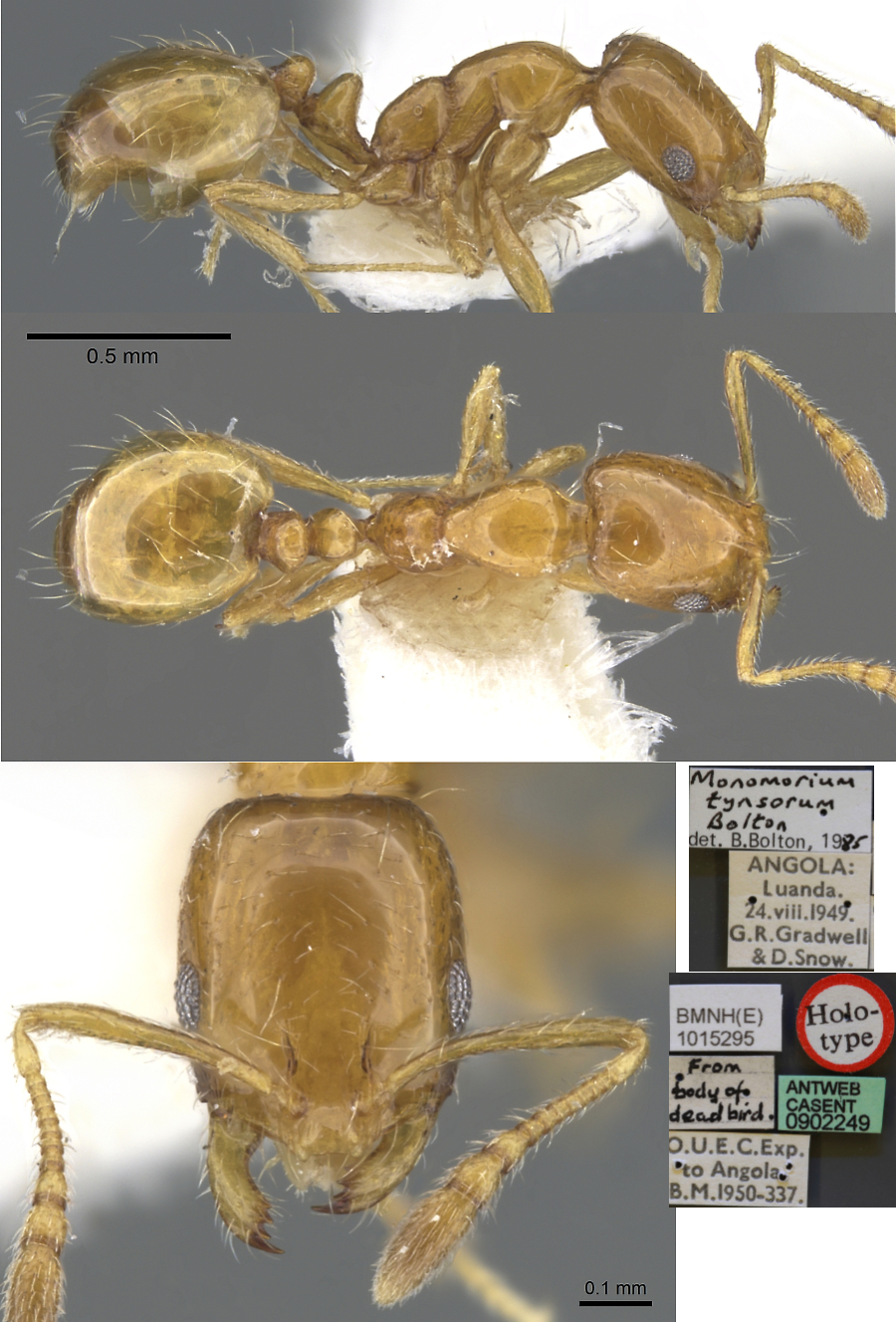 Monomorium tynsorum