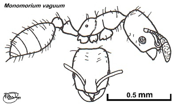 {Monomorium vaguum}