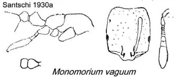 {Monomorium vaguum}