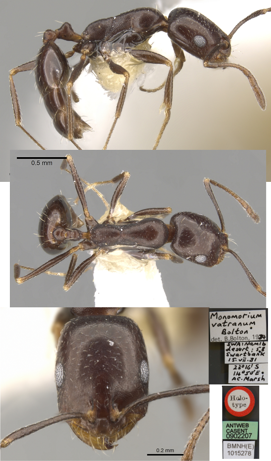 Monomorium vatranum