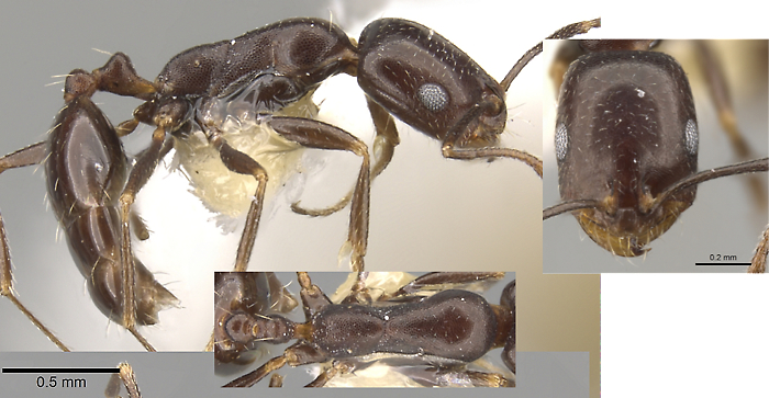 Monomorium vatranum