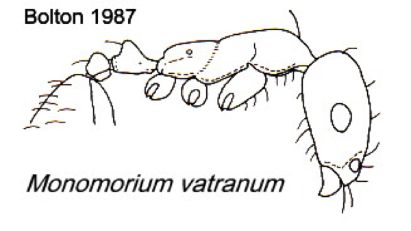 {Monomorium vatranum}