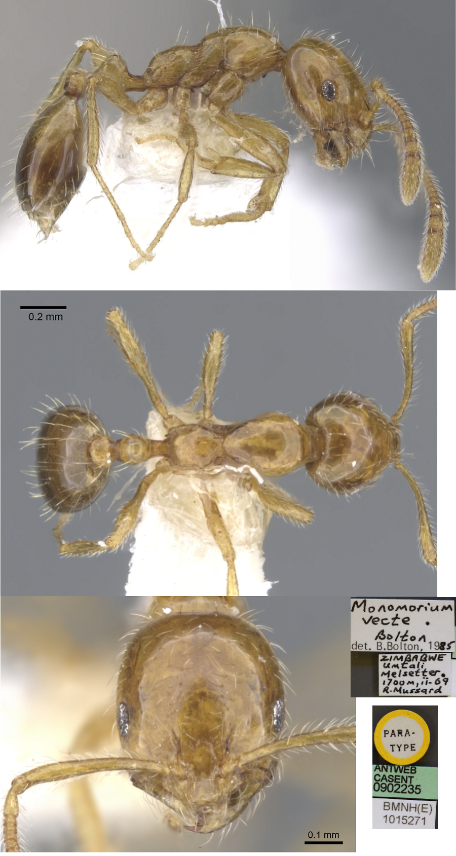 Monomorium vecte